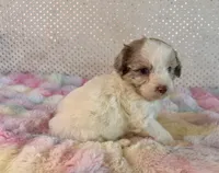 Toy Mini F1B Red Merle Parti Aussiedoodle, a female Miniature Aussiedoodle for sale in Quartzsite, AZ – Photo 6 of 9