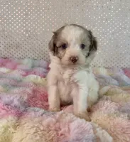 Toy Mini F1B Red Merle Parti Aussiedoodle, a female Miniature Aussiedoodle for sale in Quartzsite, AZ – Photo 5 of 9