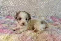 Toy Mini F1B Red Merle Parti Aussiedoodle, a female Miniature Aussiedoodle for sale in Quartzsite, AZ – Photo 7 of 9