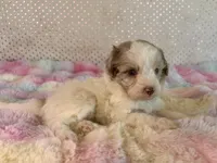 Toy Mini F1B Red Merle Parti Aussiedoodle, a female Miniature Aussiedoodle for sale in Quartzsite, AZ – Photo 8 of 9
