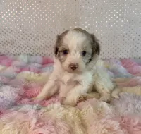 Toy Mini F1B Red Merle Parti Aussiedoodle, a female Miniature Aussiedoodle for sale in Quartzsite, AZ – Photo 3 of 9