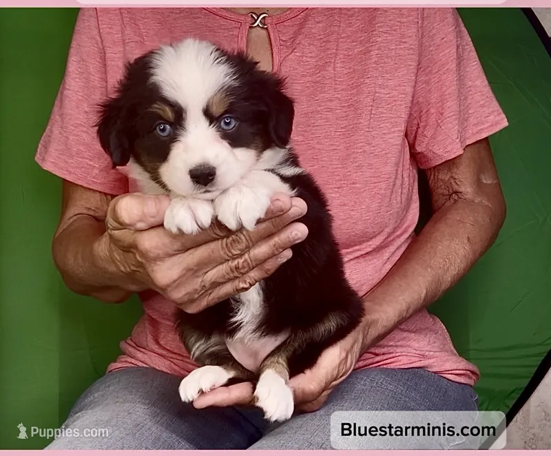 Toy Black Tri with Blue Eyes – Toy Australian Shepherd puppy for sale in Quartzsite, AZ