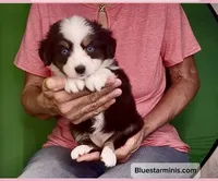 Toy Black Tri with Blue Eyes, a female Toy Australian Shepherd for sale in Quartzsite, AZ – 1 of 6