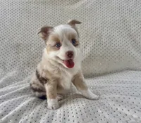 Toy Mini Red Merle Blue Eyes Sunday, a female Toy Australian Shepherd for sale in Quartzsite, AZ – 5 of 10