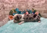Toy Mini Blue Merle Blue Eye Butterfingers, a female Toy Australian Shepherd for sale in Quartzsite, AZ – 4 of 9