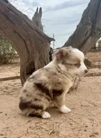 Toy Mini Red Merle Blue Eyes, a female Miniature Australian Shepherd for sale in Quartzsite, AZ – 5 of 7