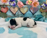 Mini F2B Black White Parti Pumpkin Pie, a male Aussiedoodle for sale in Quartzsite, AZ – 1 of 5