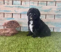 Toy Mini F1 Tuxedo Bi Tempe Blue Eyes, a female Miniature Aussiedoodle for sale in Quartzsite, AZ – 8 of 10