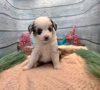 Toy Mini Blue Merle Blue Eyes Baby Ruth, a female Miniature Australian Shepherd for sale in Quartzsite, AZ – 3 of 10