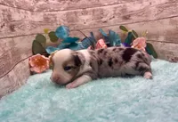 Toy Mini Blue Merle Blue Eye Butterfingers, a female Toy Australian Shepherd for sale in Quartzsite, AZ – 2 of 9