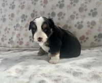 Mini Toy Gorgeous Tri , a female Miniature American Shepherd for sale in Quartzsite, AZ – 3 of 7