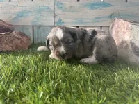 Toy Mini F1 Blue Merle, a male Aussiedoodle and Poodle - Miniature  for sale in Quartzsite, AZ – 2 of 6