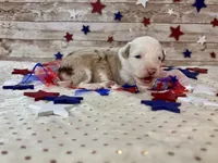 Toy Mini F1 Red Merle Parti , a female Miniature Aussiedoodle for sale in Quartzsite, AZ – 4 of 9