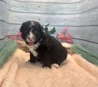 F1 Toy Mini Tuxedo Bi Black Scottsdale, a male Miniature Aussiedoodle for sale in Quartzsite, AZ – 9 of 10