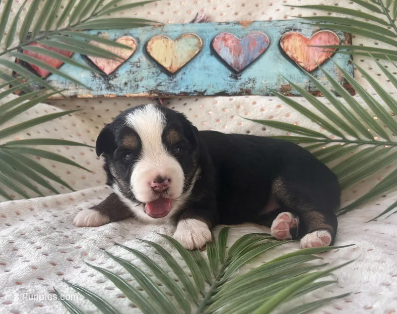 Toy Mini Tri with lots of Copper Sweet Tamale  – Toy Australian Shepherd puppy for sale in Quartzsite, AZ