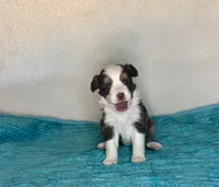 Red Tri Blue Eyes, a female Toy Australian Shepherd for sale in Quartzsite, AZ – 3 of 5