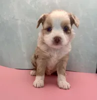 Toy Mini Red Merle Blue Eye , a female Miniature Australian Shepherd for sale in Quartzsite, AZ – 3 of 5