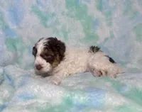 Toy Mini F2B Red Phantom Tri Parti , a male Poodle - Miniature  and Miniature Aussiedoodle for sale in Quartzsite, AZ – 4 of 7