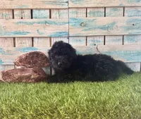 F1 Toy Mini Mesa Beautiful Girl , a female Miniature Aussiedoodle for sale in Quartzsite, AZ – 10 of 10
