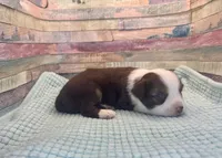 Toy Mini Red Tri Saturday, a male Miniature Australian Shepherd for sale in Quartzsite, AZ – 5 of 7