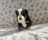 Mini Toy Gorgeous Tri , a female Miniature American Shepherd for sale in Quartzsite, AZ – 6 of 7
