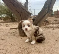 Gorgeous Toy Red Merle Blue Eyes, a female Toy Australian Shepherd for sale in Quartzsite, AZ – 1 of 7