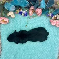 Toy Mini Solid Black F1 Mesa, a female Miniature Aussiedoodle for sale in Quartzsite, AZ – 4 of 5