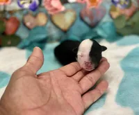F1 Toy Mini Black Tri Bacon N Sausage, a male Miniature Aussiedoodle for sale in Quartzsite, AZ – 3 of 5
