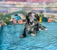 F2B Miniature Blue Merle Sweetheart, a female Aussiedoodle for sale in Quartzsite, AZ – 2 of 10