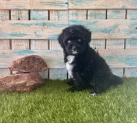 Toy Mini F1 Tuxedo Bi Tempe Blue Eyes, a female Miniature Aussiedoodle for sale in Quartzsite, AZ – 10 of 10