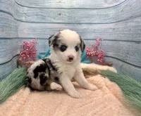 Toy Mini Blue Merle Blue Eyes Baby Ruth, a female Miniature Australian Shepherd for sale in Quartzsite, AZ – 5 of 10