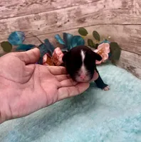 F1 Toy Mini Tuxedo Scottsdale Black , a male Miniature Aussiedoodle for sale in Quartzsite, AZ – 3 of 5