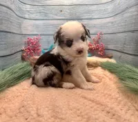 Toy Mini Blue Merle Blue Eyes Baby Ruth, a female Miniature Australian Shepherd for sale in Quartzsite, AZ – 7 of 10