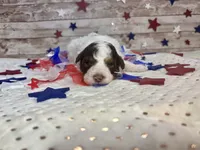 F2B Mini Red Tri Parti , a male Aussiedoodle for sale in Quartzsite, AZ – 6 of 10