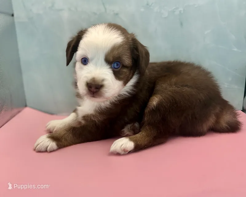Toy Mini Red Tri Baby Boy Blue Eyes – Miniature Australian Shepherd puppy for sale in Quartzsite, AZ