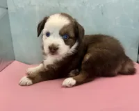 Toy Mini Red Tri Baby Boy Blue Eyes, a male Miniature Australian Shepherd for sale in Quartzsite, AZ – 1 of 8