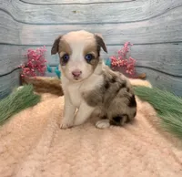 Toy Mini Butterfingers Blue Merle Blue Eyes, a female Miniature Australian Shepherd for sale in Quartzsite, AZ – 5 of 9