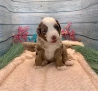 Toy Mini F1 Red Merle Phoenix , a male Miniature Aussiedoodle for sale in Quartzsite, AZ – 3 of 9
