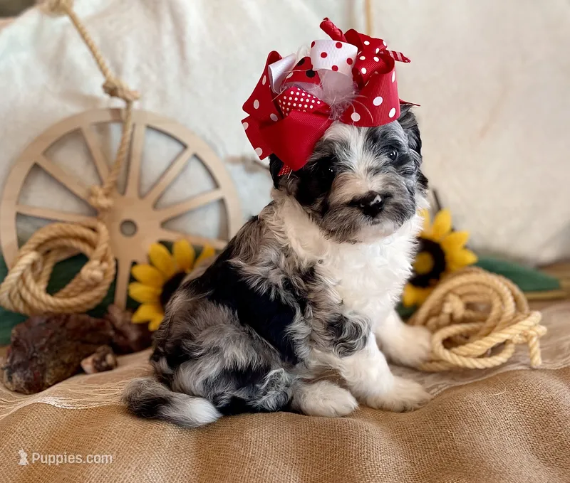 F2B Toy Mini Coming Soon All Colors – Miniature Aussiedoodle puppy for sale in Quartzsite, AZ