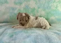 F2B Red Merle Phantom Parti Mini , a male Poodle - Miniature  and Miniature Aussiedoodle for sale in Quartzsite, AZ – 5 of 7