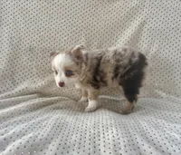 Toy Mini Red Merle Blue Eyes Sunday, a female Toy Australian Shepherd for sale in Quartzsite, AZ – 4 of 10