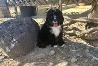 F1 Black and White Tuxedo Bi, a male Aussiedoodle for sale in Quartzsite, AZ – 3 of 6