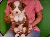 Toy Red Tri Blue Eyes Girl , a female Toy Australian Shepherd for sale in Quartzsite, AZ – 6 of 7