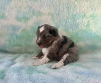 Stunning Toy Mini F1 Blue Merle, a male Aussiedoodle and Poodle - Miniature  for sale in Quartzsite, AZ – 5 of 7