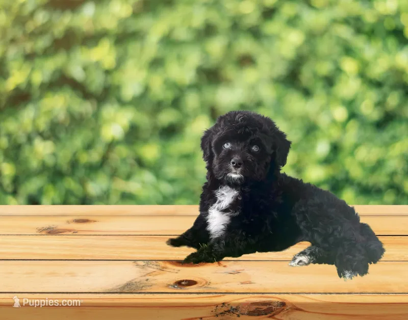 F1 Toy Mini Tuxedo Bi Tempe Blue Eyes  – Miniature Aussiedoodle puppy for sale in Quartzsite, AZ