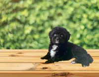 F1 Toy Mini Tuxedo Bi Tempe Blue Eyes , a female Miniature Aussiedoodle for sale in Quartzsite, AZ – 1 of 5