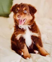 Coming Soon Toy Mini All Colors , a  Toy Australian Shepherd for sale in Quartzsite, AZ – 7 of 10