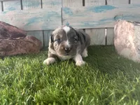 Toy Mini F1 Blue Merle, a male Aussiedoodle and Poodle - Miniature  for sale in Quartzsite, AZ – 3 of 6