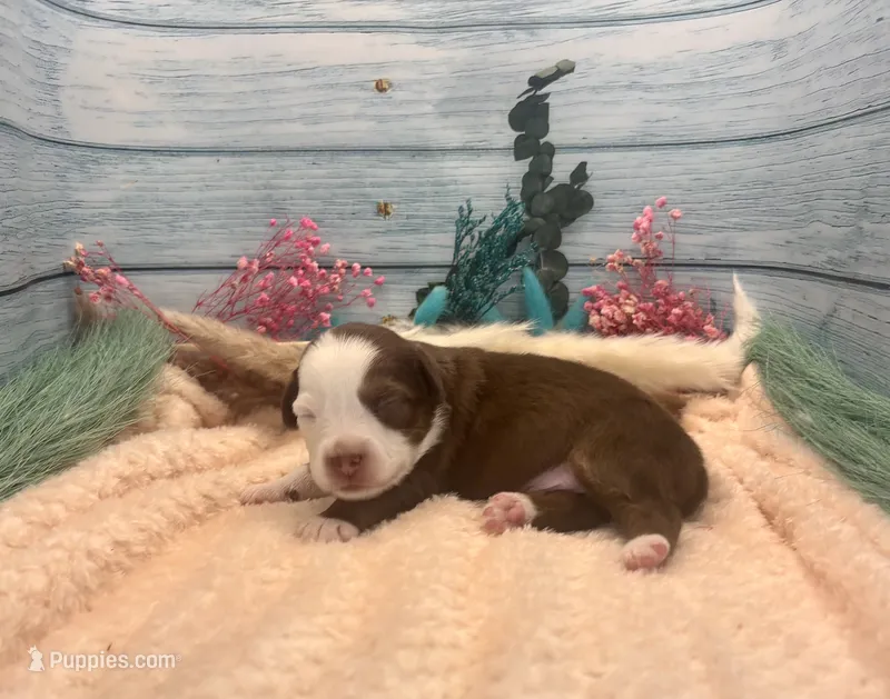 Toy Mini Red Tri Friday – Miniature Australian Shepherd puppy for sale in Quartzsite, AZ