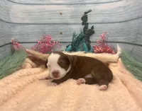 Toy Mini Red Tri Friday, a male Miniature Australian Shepherd for sale in Quartzsite, AZ – 1 of 5